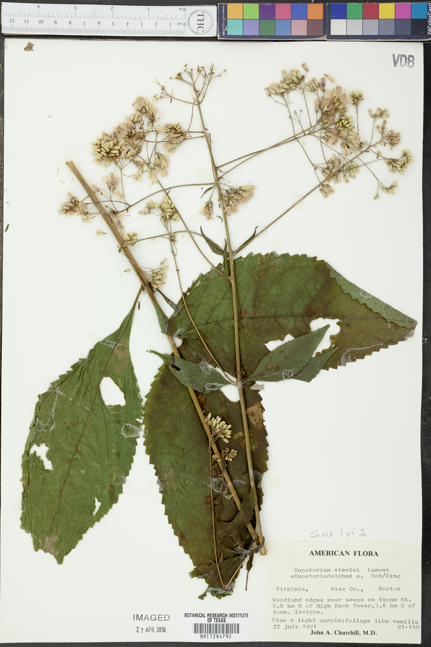 Eupatorium steelei image