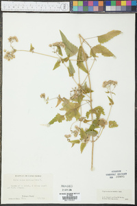Fleischmannia incarnata image