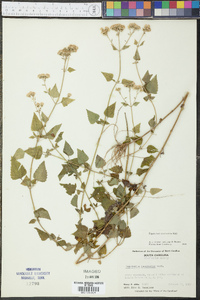 Fleischmannia incarnata image