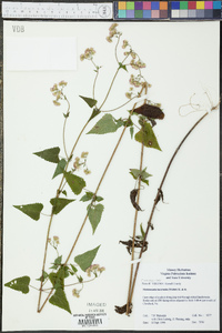 Fleischmannia incarnata image