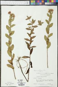 Image of Pluchea yucatanensis