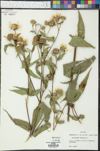 Helianthus strumosus image