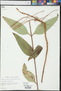 Helianthus strumosus image