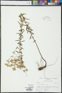 Eupatorium recurvans image