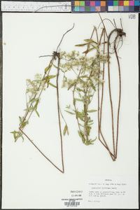 Eupatorium recurvans image