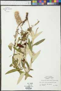 Pterocaulon pycnostachyum image