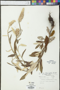 Pterocaulon pycnostachyum image