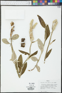 Pterocaulon pycnostachyum image