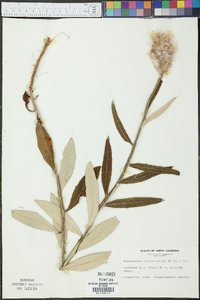 Pterocaulon pycnostachyum image