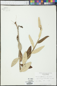 Pterocaulon pycnostachyum image