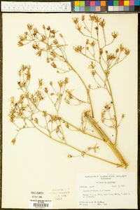 Lactuca floridana image