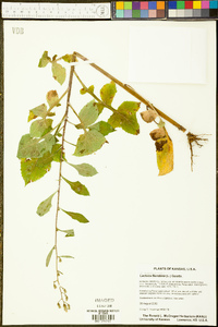 Lactuca floridana image