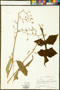 Lactuca floridana image