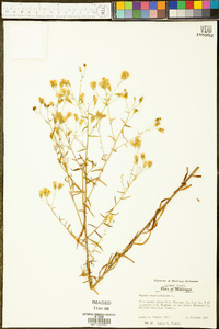 Kuhnia eupatorioides image