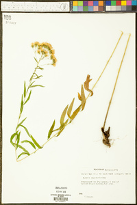 Kuhnia eupatorioides image