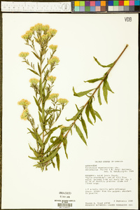 Kuhnia eupatorioides var. corymbulosa image