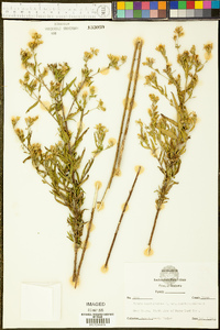 Kuhnia eupatorioides var. ozarkana image