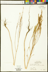 Iva angustifolia image