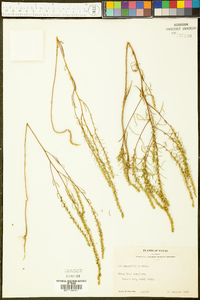Iva angustifolia image