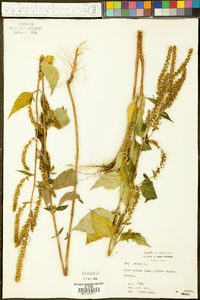 Iva annua image