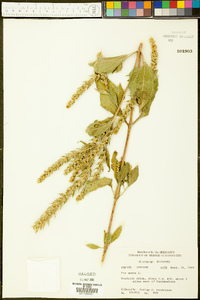 Iva annua image