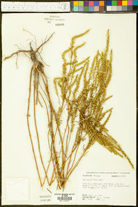 Iva asperifolia image