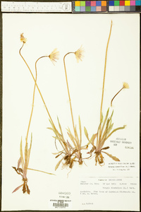 Krigia dandelion image