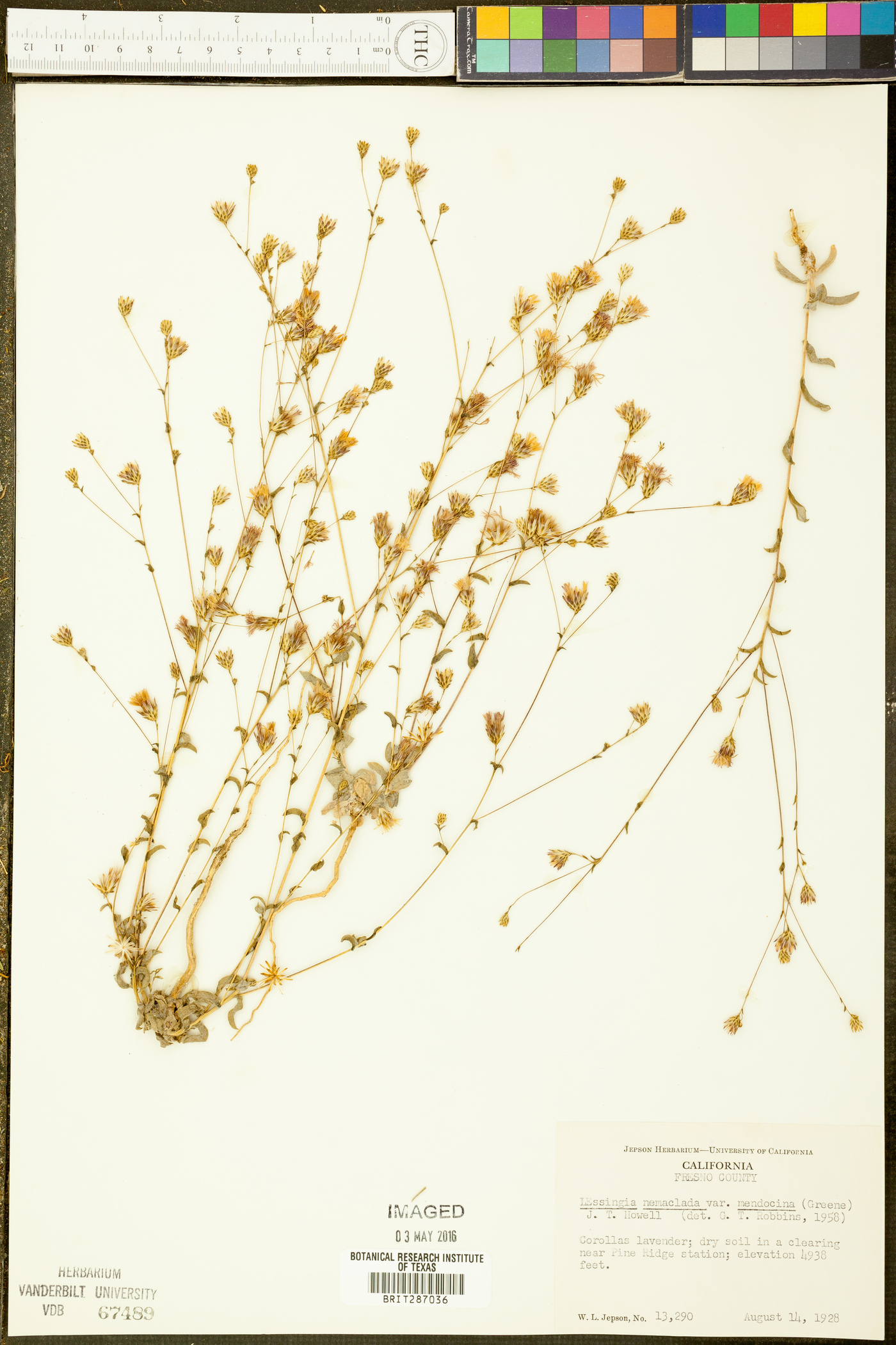 Lessingia nemaclada var. mendocina image