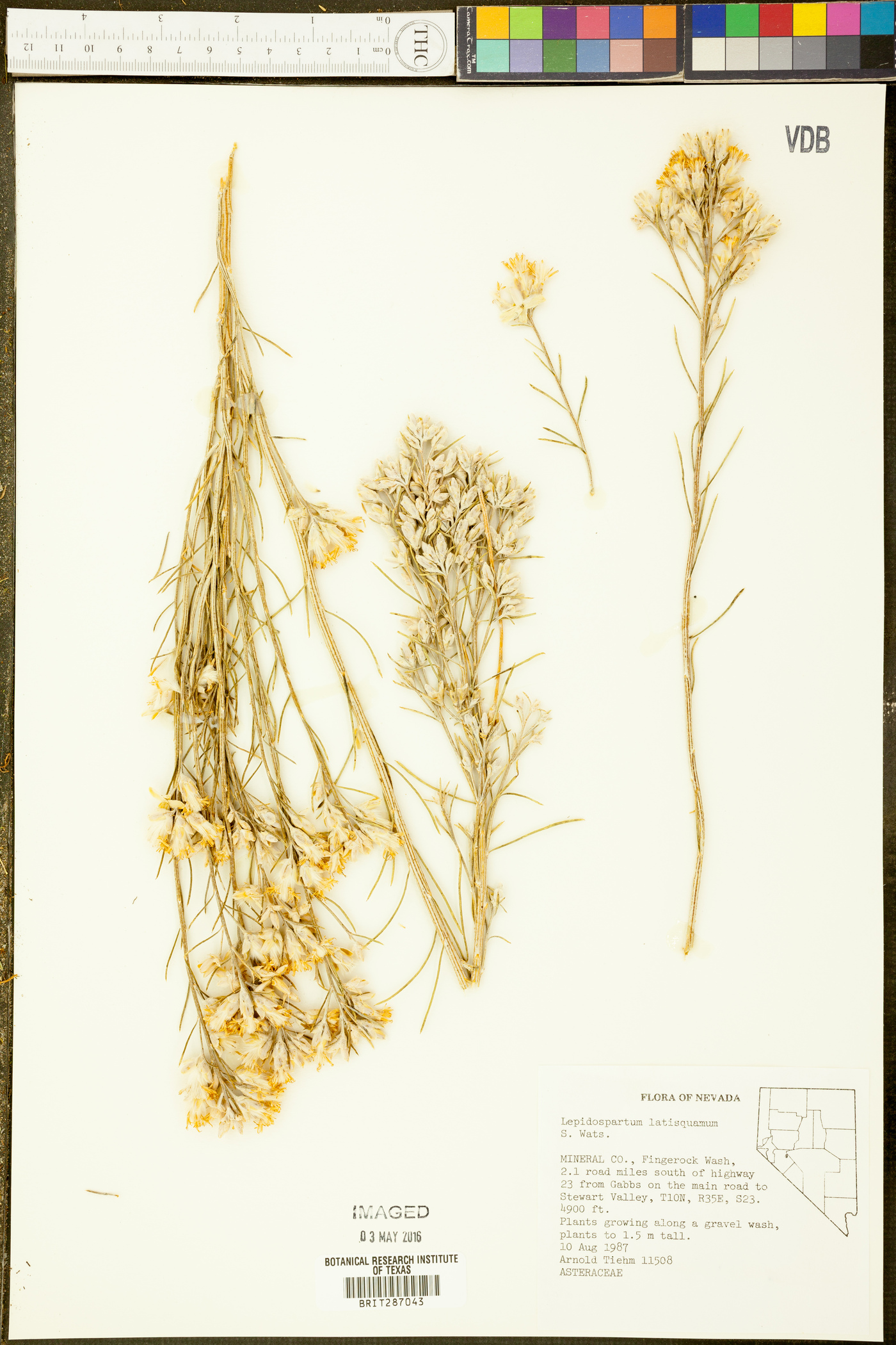 Lepidospartum latisquamum image