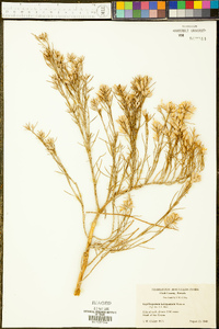 Lepidospartum latisquamum image