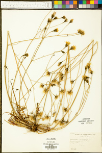 Leontodon autumnalis image