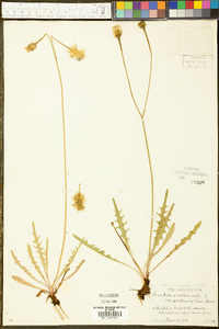 Leontodon autumnalis var. pratensis image