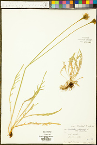 Leontodon autumnalis image