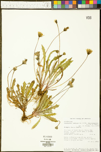 Leontodon taraxacoides subsp. taraxacoides image