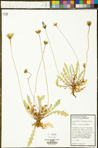 Leontodon taraxacoides image