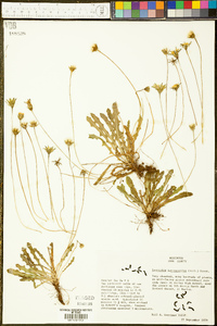 Leontodon taraxacoides image