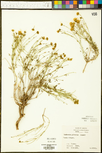 Perityle gilensis var. gilensis image