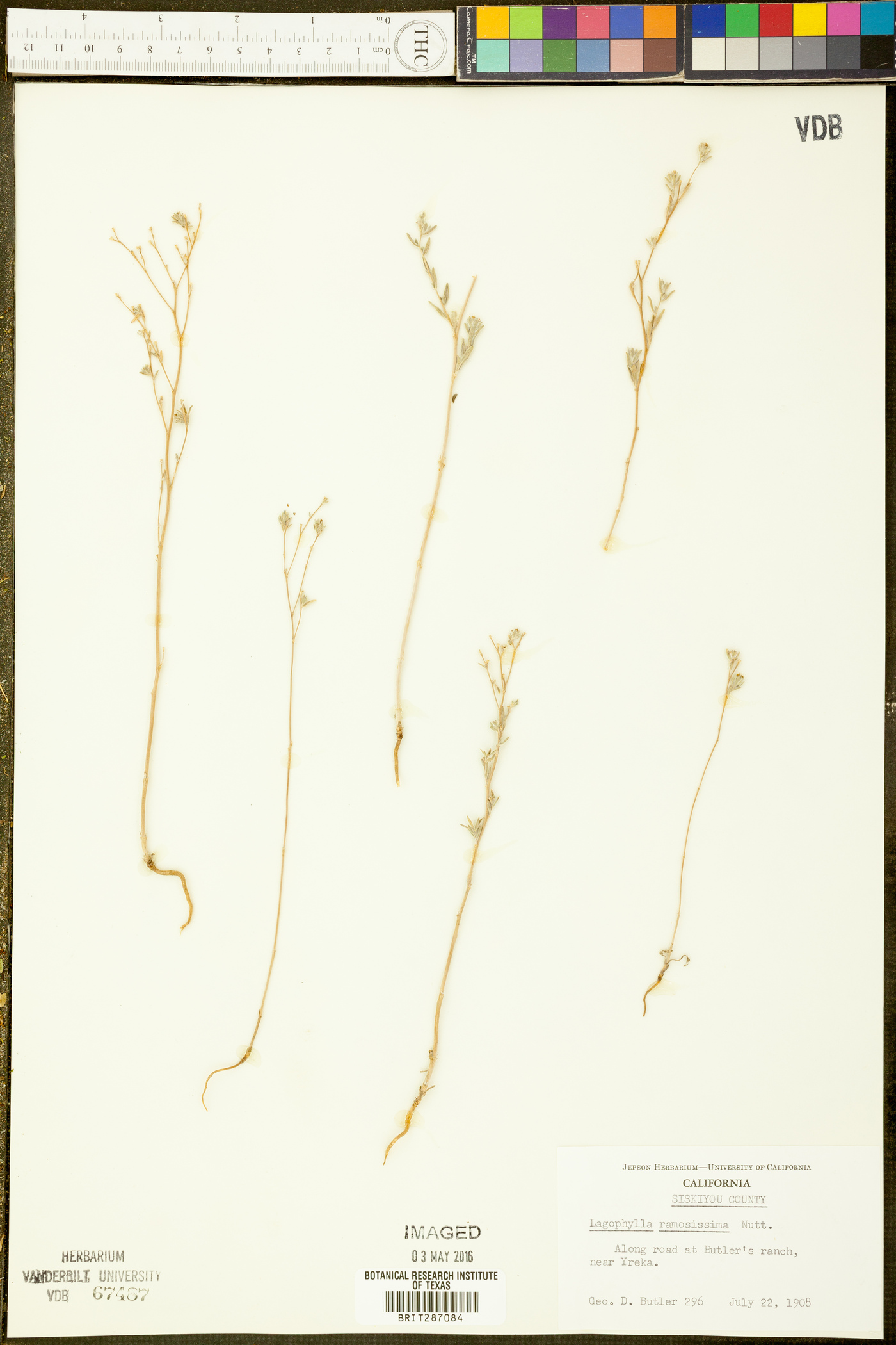 Lagophylla ramosissima image