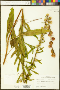 Liatris aspera image