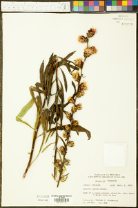 Liatris aspera image