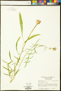 Liatris aspera image