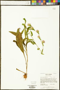 Liatris aspera image