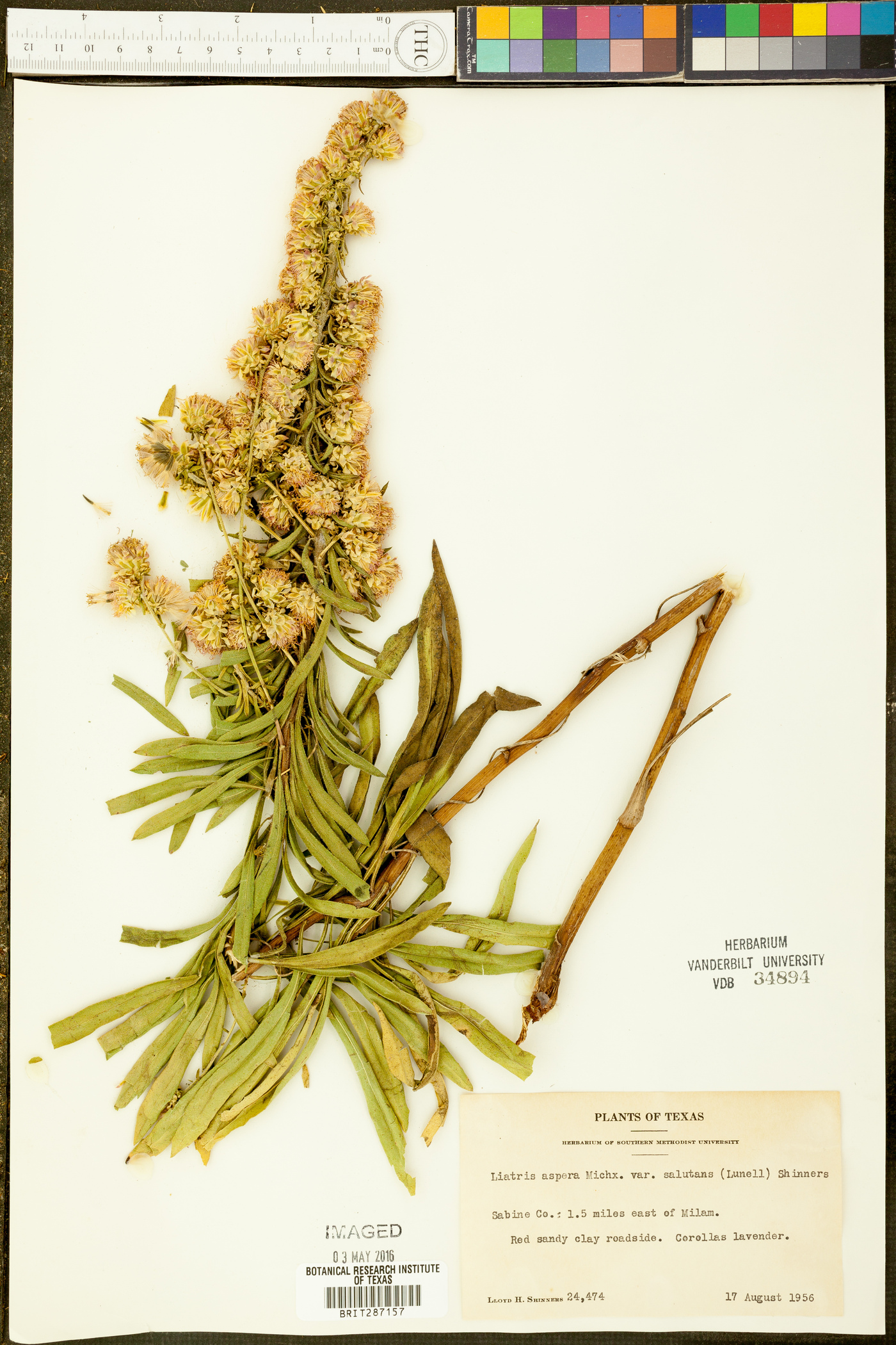 Liatris aspera var. salutans image