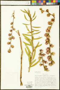 Liatris aspera image