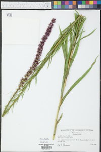 Liatris pycnostachya image