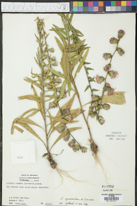 Liatris squarrulosa image