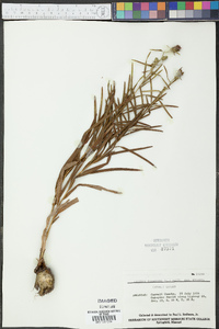 Liatris squarrosa image