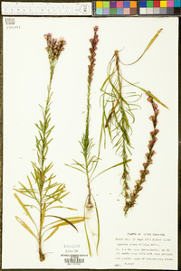 Liatris graminifolia image