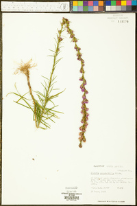 Liatris graminifolia image