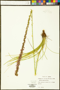 Liatris laevigata image